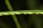 Broadleaf signalgrass